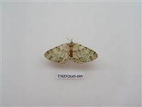 藏品(尺蛾174)的圖片